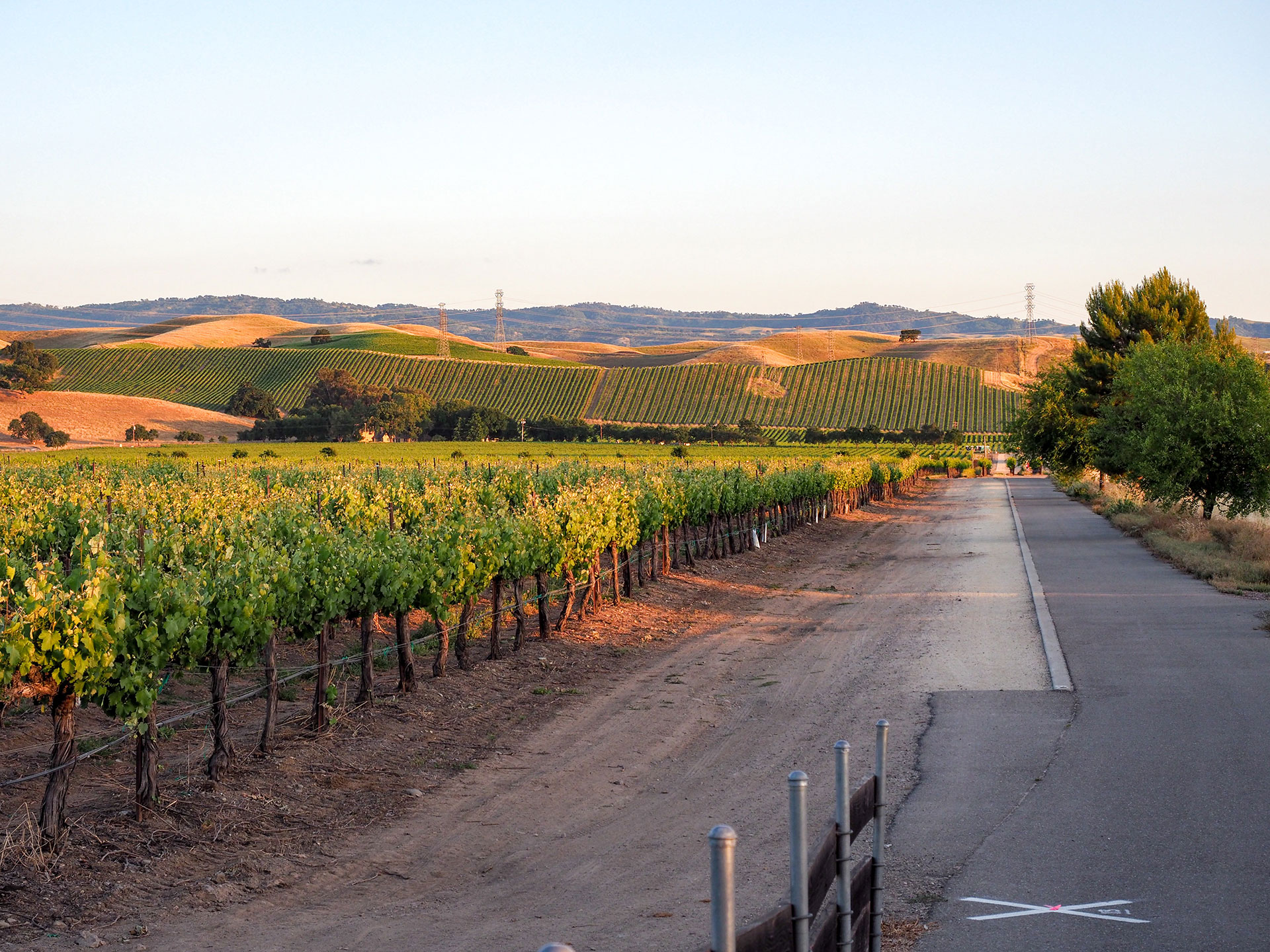 The image depicts a tranquil rural scene with a paved road leading through a vineyard towards a hilltop winery, under a clear sky during daylight hours.